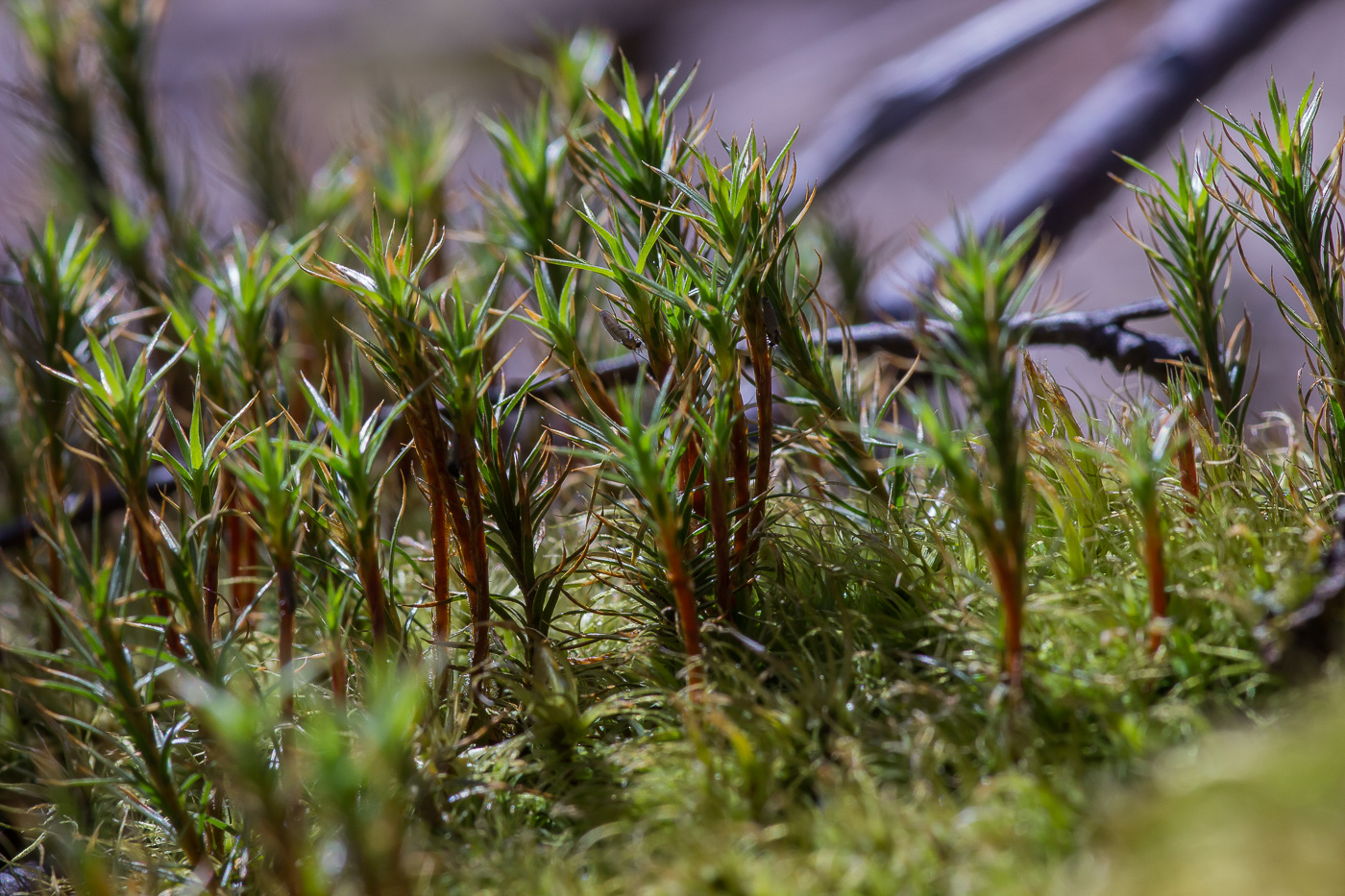 Image of Polytrichum juniperinum specimen.