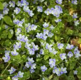 Veronica filiformis. Цветущие растения (вид сверху). Пермский край, г. Пермь, Кировский р-н, садовый участок, сорное. 22.05.2016.