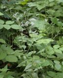 Epilobium adenocaulon. Верхушка плодоносящего растения. Санкт-Петербург, Пискарёвский парк. 31.07.2009.