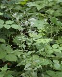 Epilobium adenocaulon