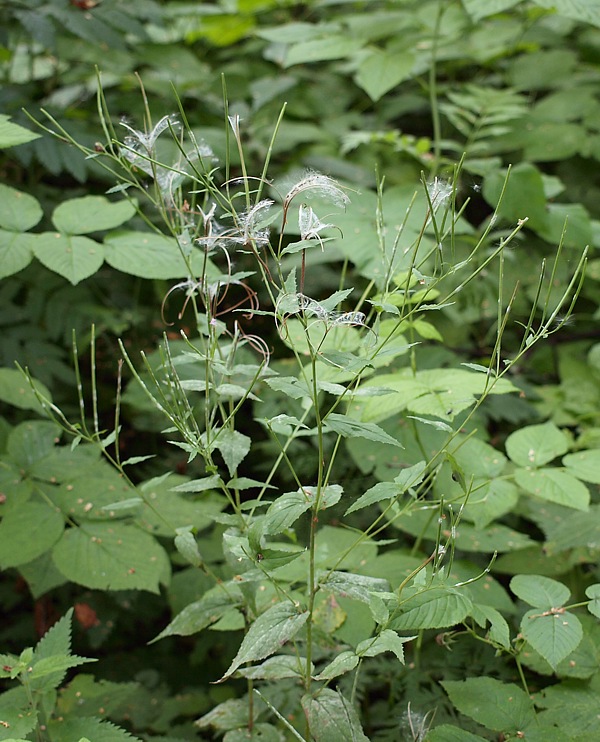 Изображение особи Epilobium adenocaulon.