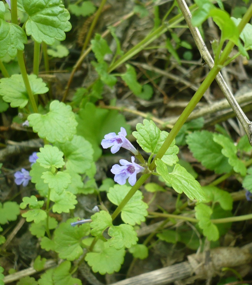 Image of Glechoma hederacea specimen.