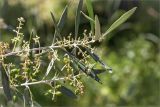 Olea europaea. Верхушки побегов с отцветшими цветками, завязавшимися и незрелыми плодами. Греция, о. Крит, холмы в южной окр. Ретимно (Ρέθυμνο), в культуре. 02.05.2014.