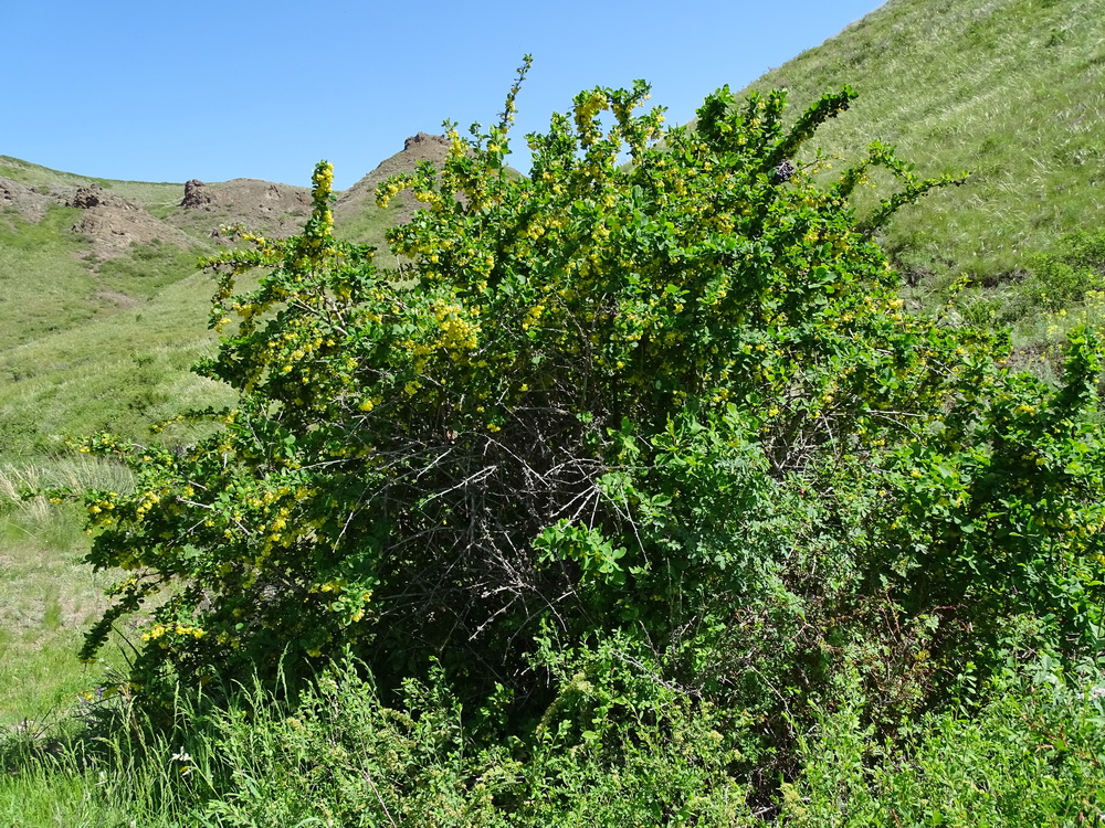 Image of Berberis sphaerocarpa specimen.