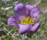 Pulsatilla violacea. Цветок. Адыгея, Кавказский биосферный заповедник, гора Гузерипль, северо-западный склон, ≈ 2050 м н.у.м., альпийский луг. 12.06.2016.