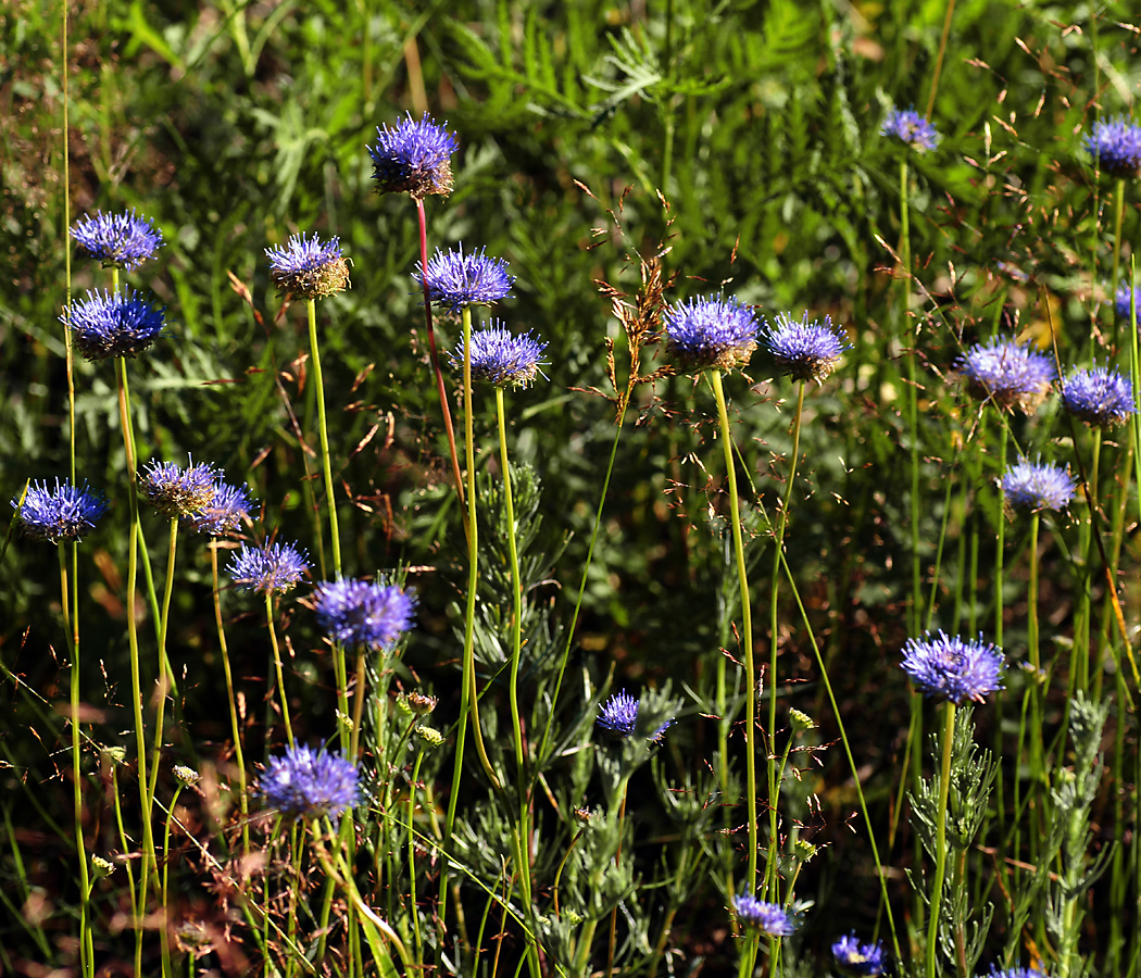 Image of Jasione montana specimen.