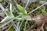 Ornithogalum sibthorpii