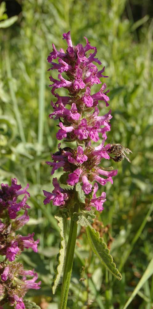 Изображение особи Betonica officinalis.