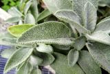 Salvia officinalis. Листья. Италия, регион Венето, Парона ди Вальполичелла, гостиничный двор, в культуре. 21.07.2014.