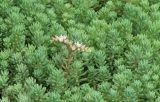 Sedum pallidum подвид bithynicum. Цветущее растение в учрежденческом палисаднике. Краснодарский край, Кущёвский р-н, станица Шкуринская, в культуре. 31.07.2016.