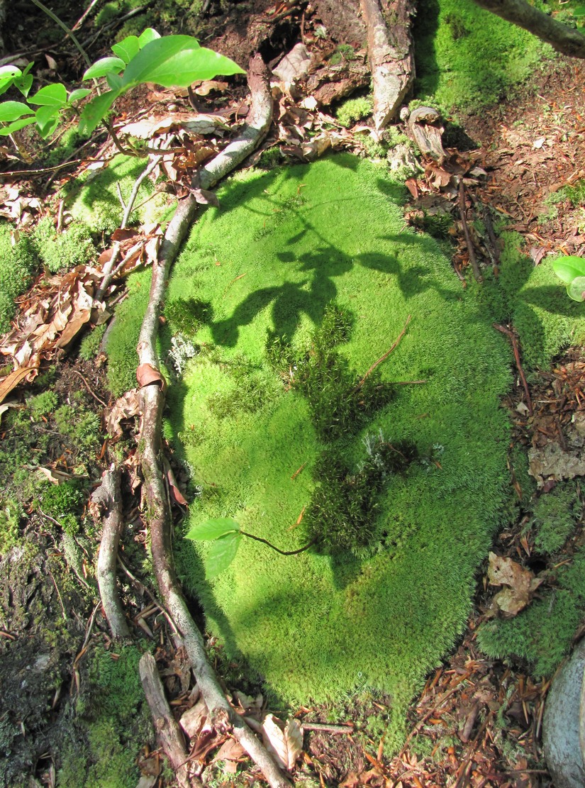 Изображение особи род Leucobryum.