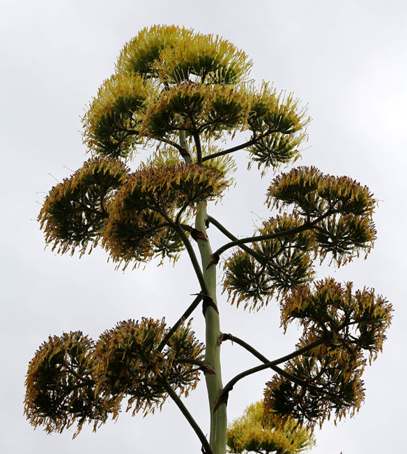 Image of Agave americana var. marginata specimen.