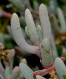 Malephora crocea