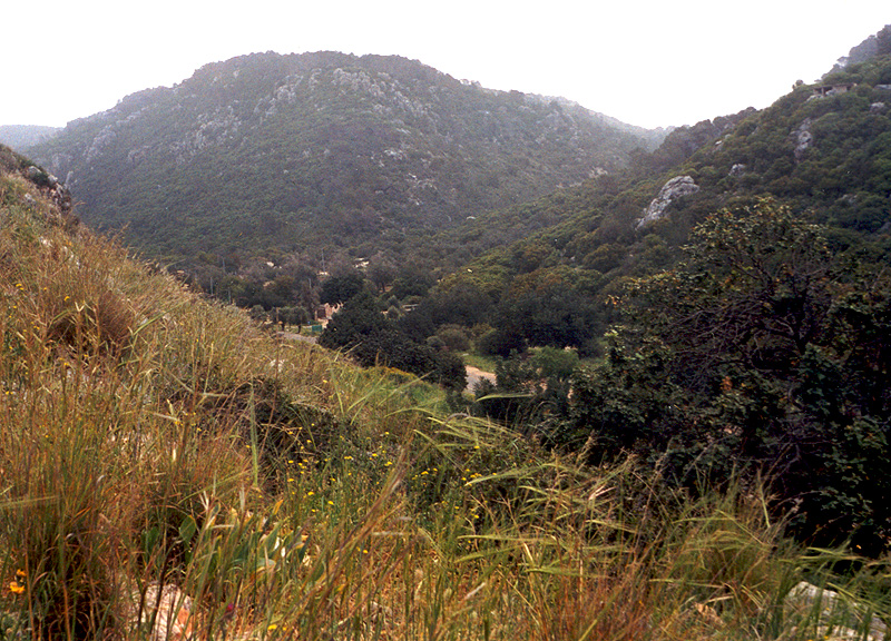 Image of Hordeum spontaneum specimen.