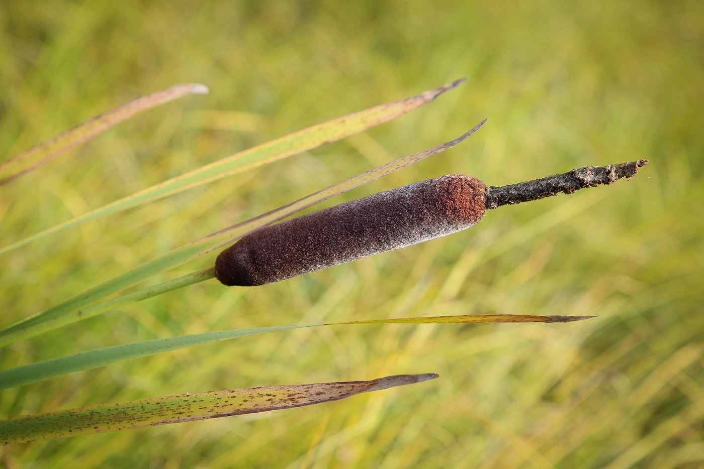 Изображение особи Typha latifolia.