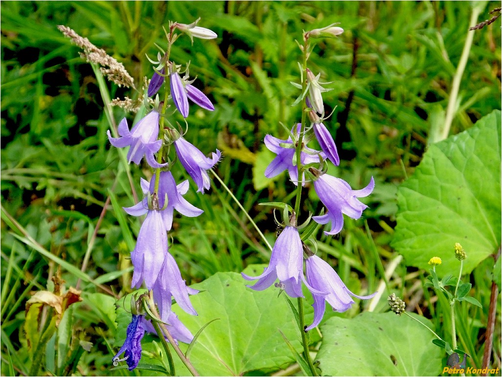 Image of Campanula rapunculoides specimen.