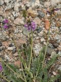 Oxytropis lapponica