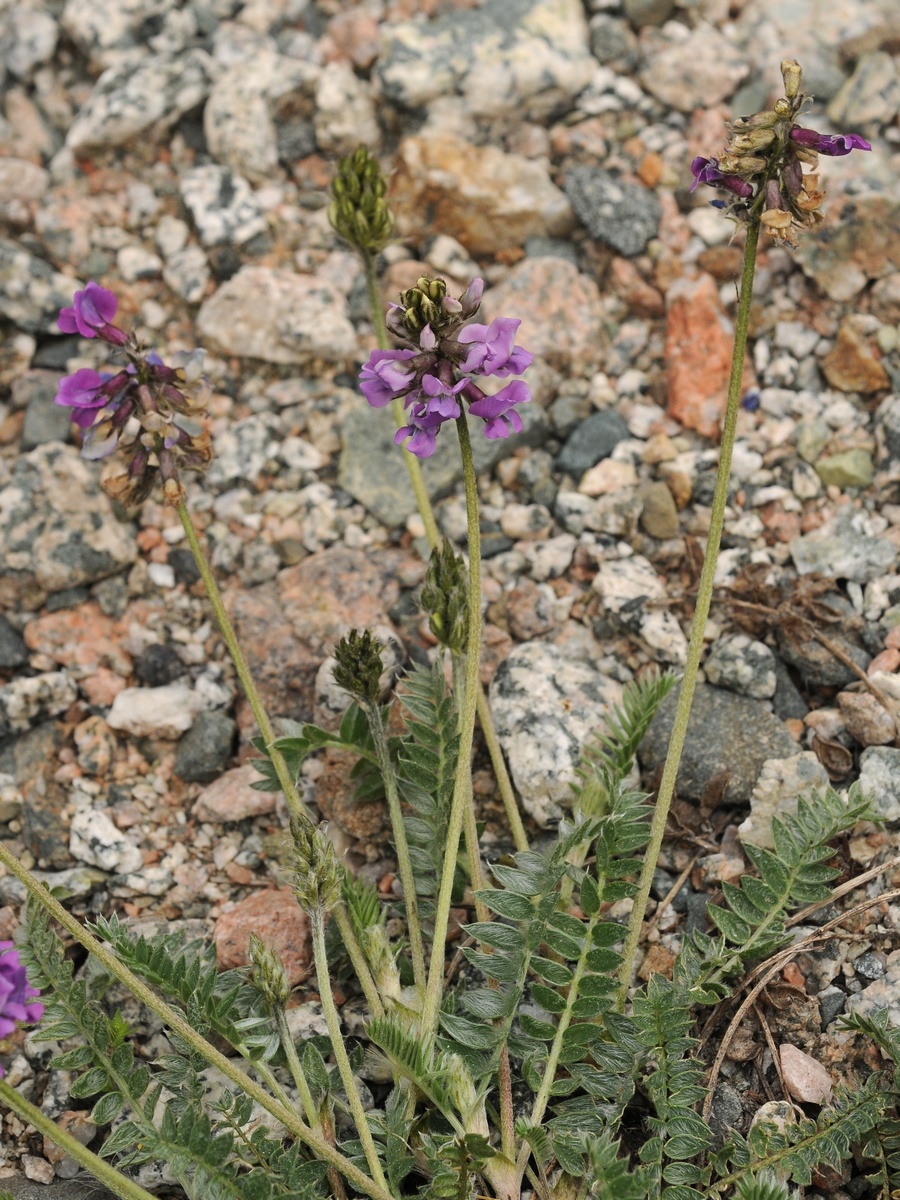 Изображение особи Oxytropis lapponica.