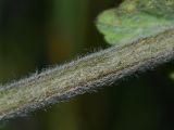 Ballota philistaea
