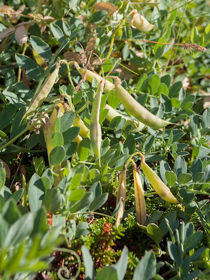 Image of Lathyrus japonicus ssp. pubescens specimen.