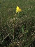 Ranunculus bulbosus