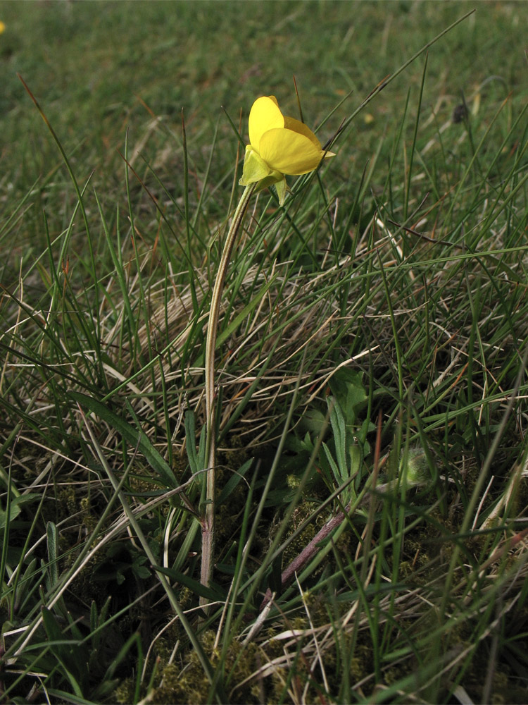 Изображение особи Ranunculus bulbosus.