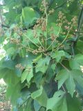 Firmiana simplex