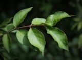 Euonymus verrucosus. Веточка. Ярославская обл, Переяславский р-н, усадьба Ботик, парк. 16.08.2016.