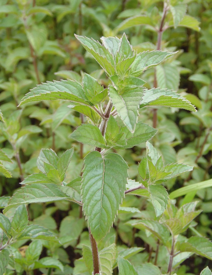 Image of Mentha &times; piperita specimen.