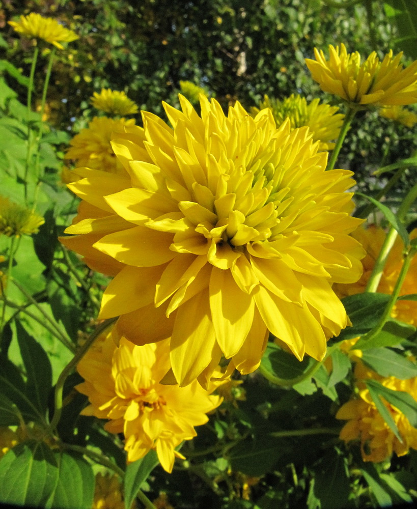 Image of Rudbeckia laciniata var. hortensia specimen.