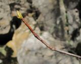 Rhododendron luteum. Верхушка покоящегося побега. Краснодарский край, Абинский р-н, окр. пос. Новый, Новые скалы. 06.01.2017.