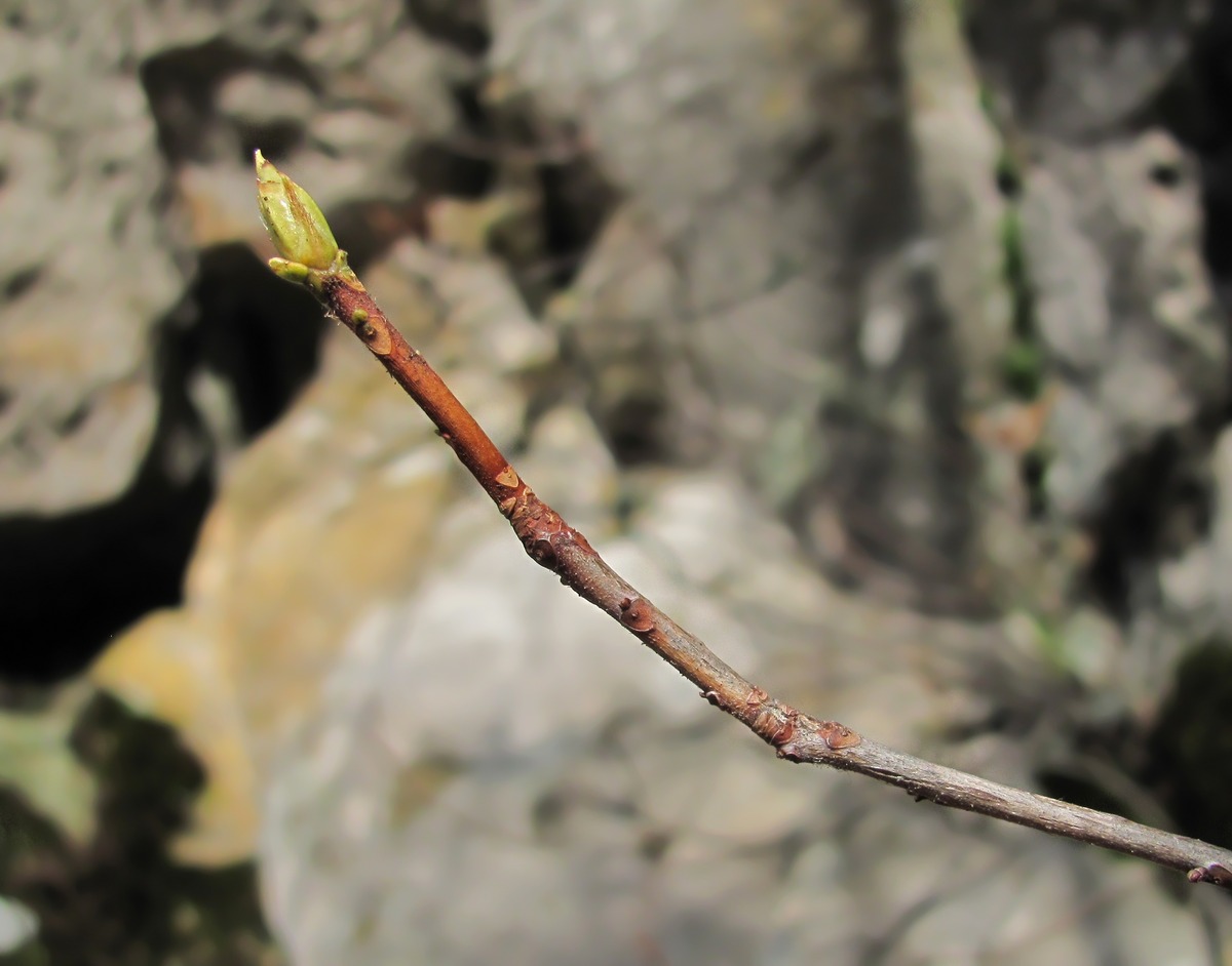 Изображение особи Rhododendron luteum.