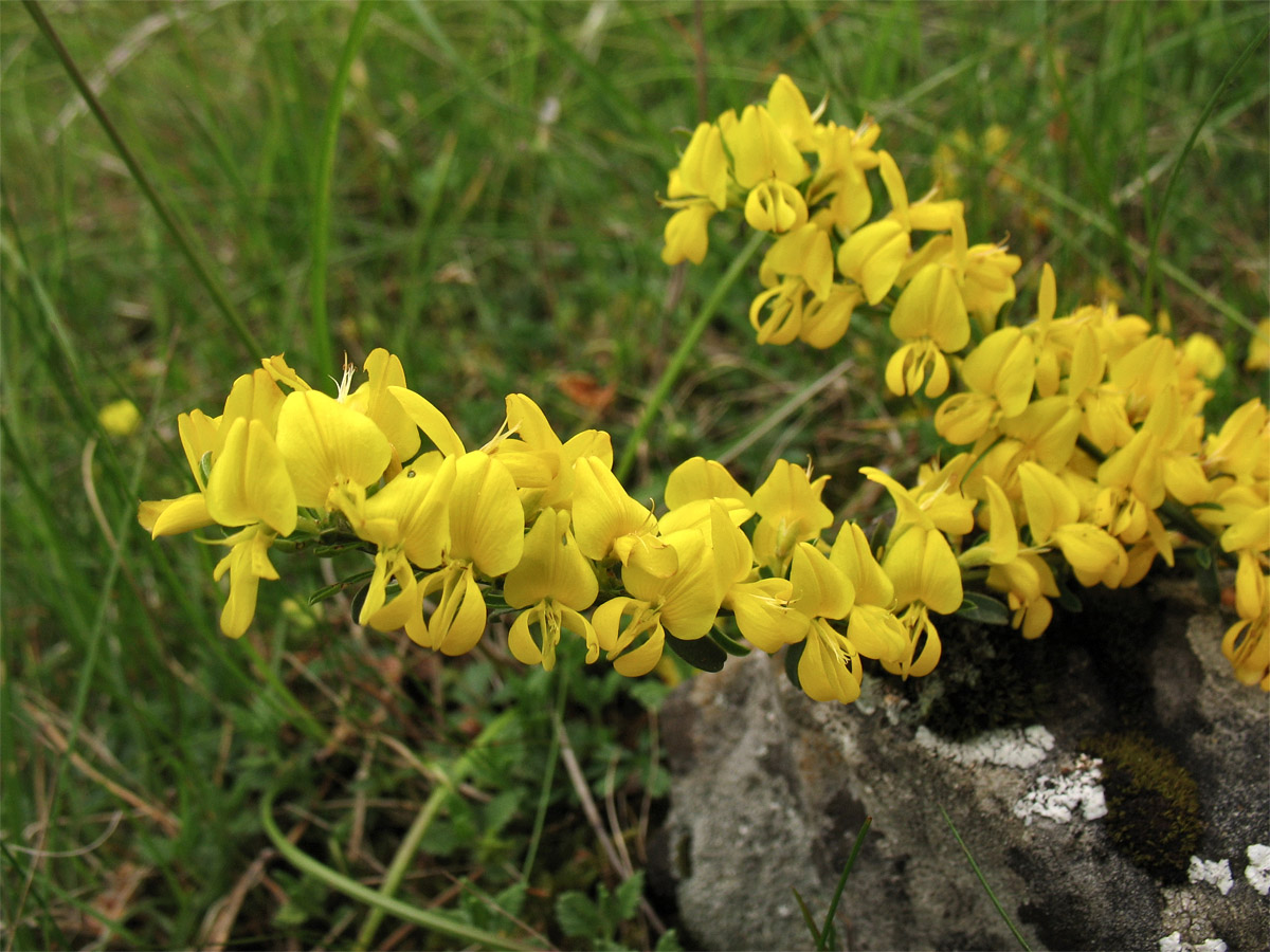 Image of Genista pilosa specimen.