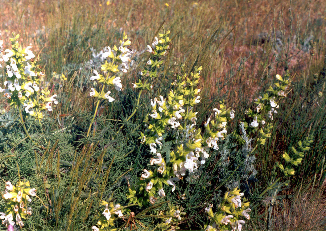 Image of Salvia scabiosifolia specimen.