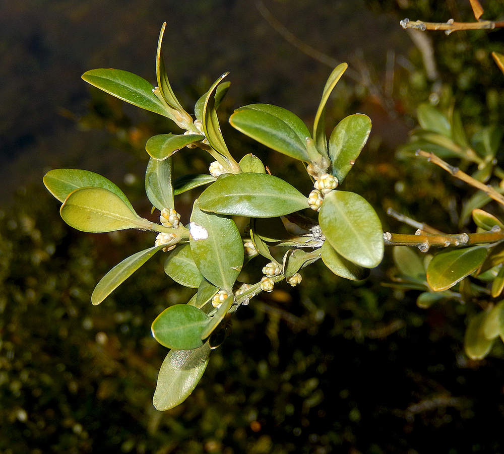 Image of Buxus colchica specimen.