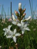 Menyanthes trifoliata. Соцветие. Магаданская обл., окр. Магадана, п-ов Старицкого, осоково-пушицевая кочкарная тундра, термокарстовое озеро. 10.07.2011.