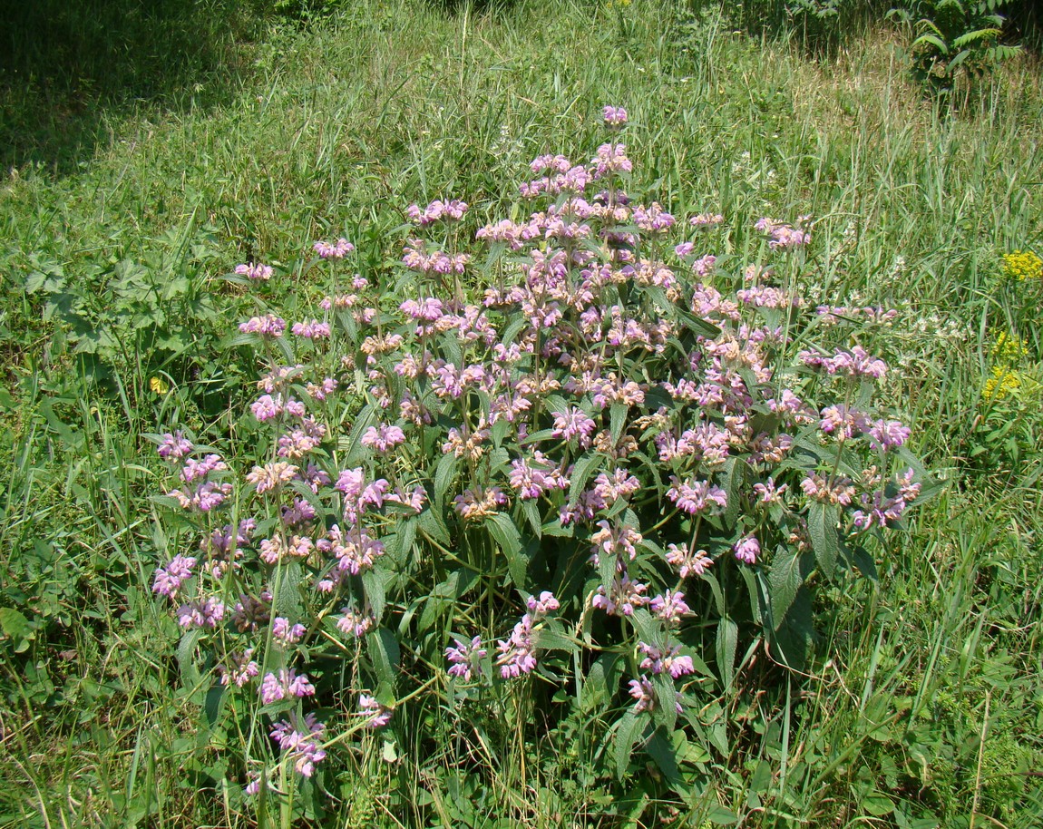 Image of Phlomis majkopensis specimen.