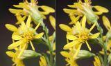 Solidago virgaurea