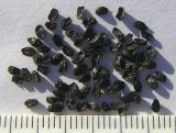 Image of taxon representative. Author is Сергей Банкетов