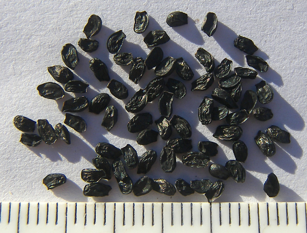 Image of Allium lusitanicum specimen.