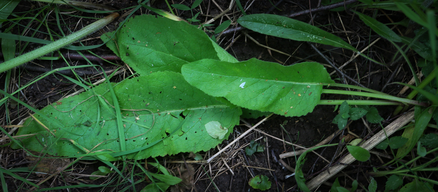 Image of Verbascum nigrum specimen.