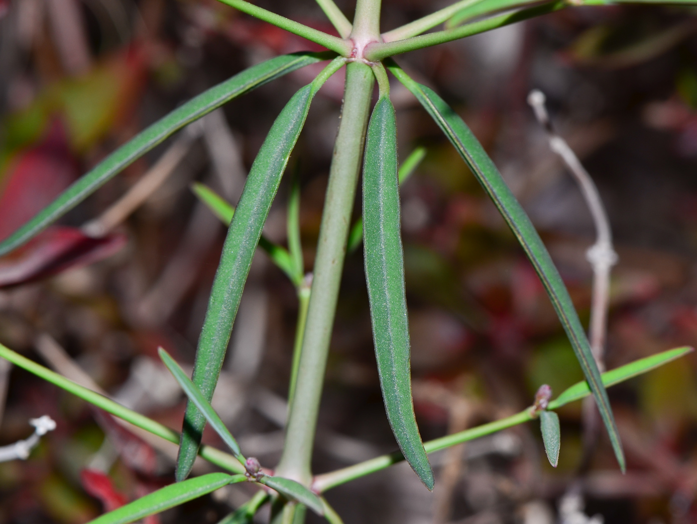 Image of Euphorbia xanti specimen.