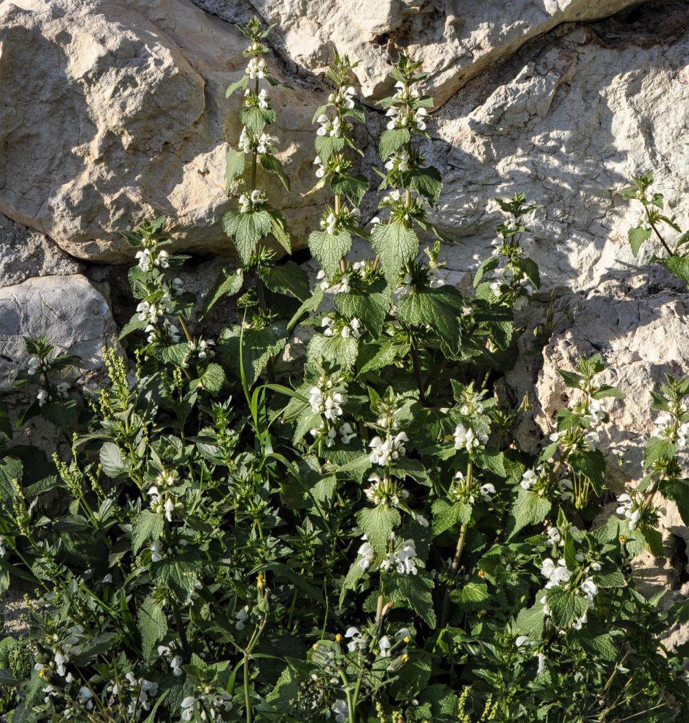 Изображение особи Lamium moschatum.