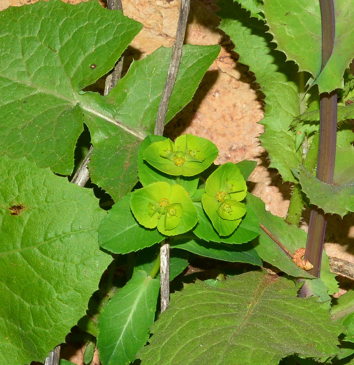 Изображение особи Euphorbia helioscopia.