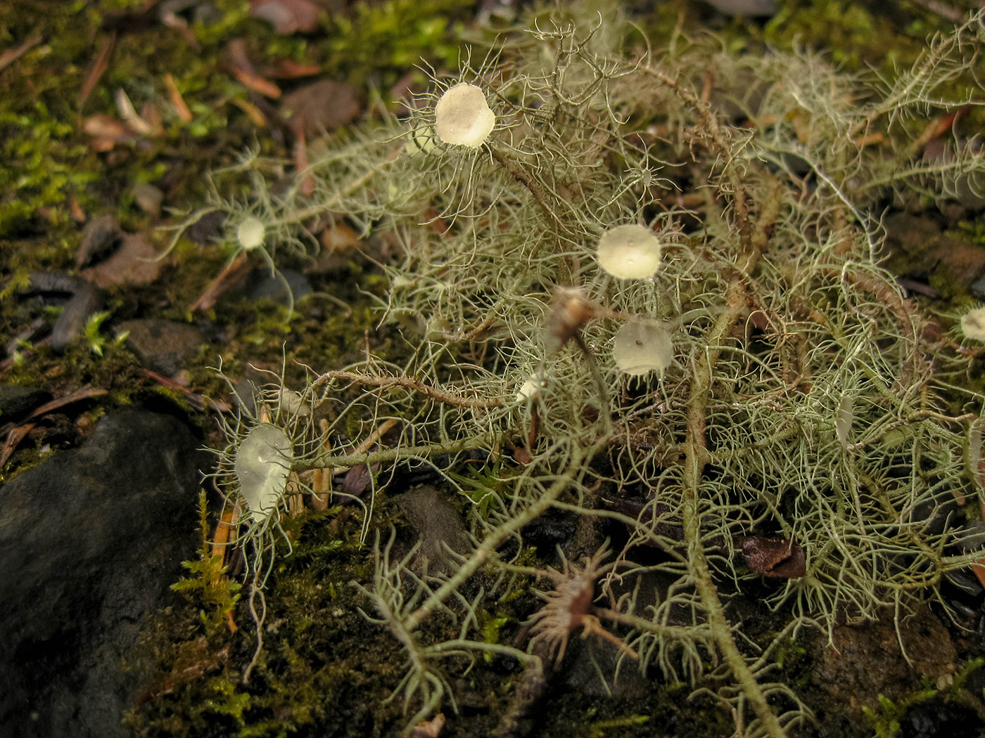 Image of Usnea florida specimen.