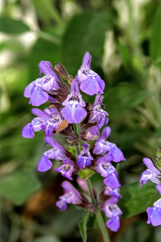 Image of Salvia officinalis specimen.