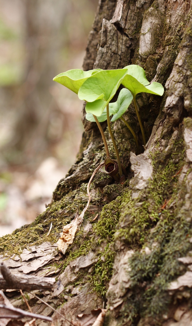 Image of Asarum sieboldii specimen.