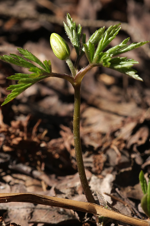 Изображение особи Anemone nemorosa.