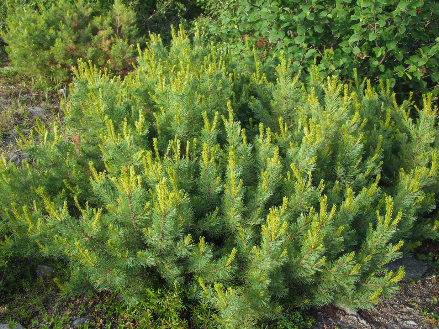 Изображение особи Pinus pumila.