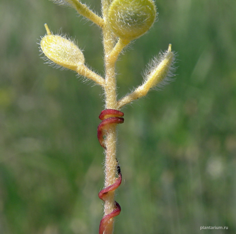 Image of Alyssum hirsutum specimen.